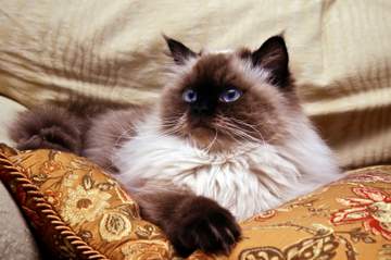 Long-Haired Siamese Cats and Other Relatives