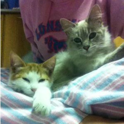 Lord Fluffington and Houdini together