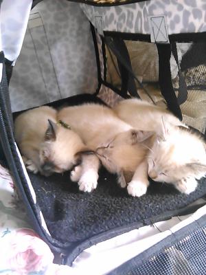 Cookie, Miah, Snowbelle