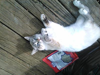 My Cat S Nose Is Getting Darker My Cat S Nose Is Getting Darker
