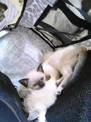 Cookie when I got her