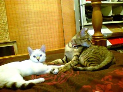 Charlie and Tigerlily