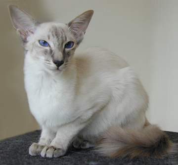 Long-Haired Siamese Cats and Other Relatives