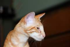 Javanese cats - Red Tabby Oriental Longhair Javanese cats - Red Tabby Oriental Longhair
