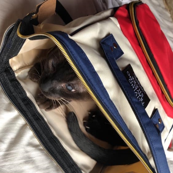 A Meezer on a Mission Seal point Siamese cat hides in a red, white and blue travel bag