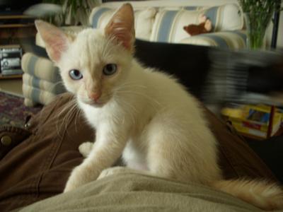 baby siamese cats