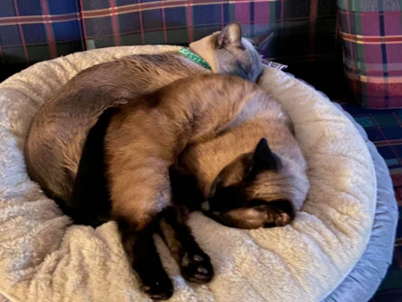 Ziva and Jazzmin - friends once again Blue and seal point Siamese cats snoozing in a basket