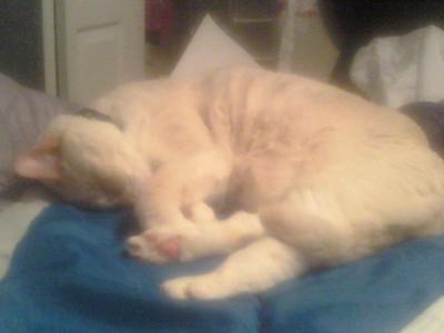 Sleepy Julius (he was always a dreamer)