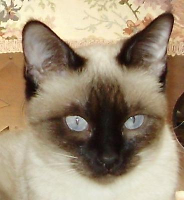 Siamese Kittens for Sale in Utah: Breeders List 2023 - Catster