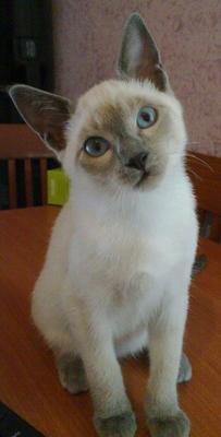 Tequila Sunrise della Corte del Siam