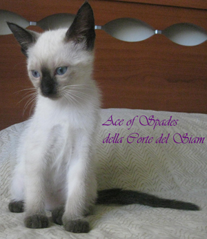 Ace of Spades della Corte del Siam