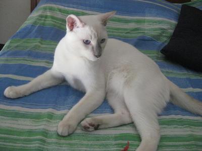 Anubis Vom Kushelthal