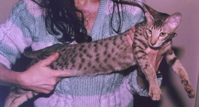 Chocolate Silver Spotted Tabby, Echo