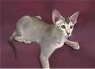 Honey - Mother of our May 2014 litter