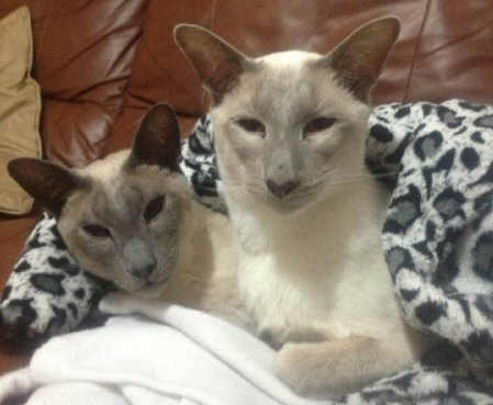 blue point siamese mix