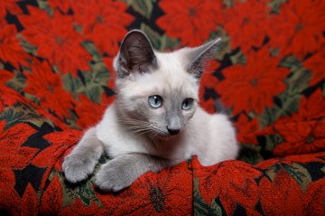 Chaton siamois point lilas sur fond rouge