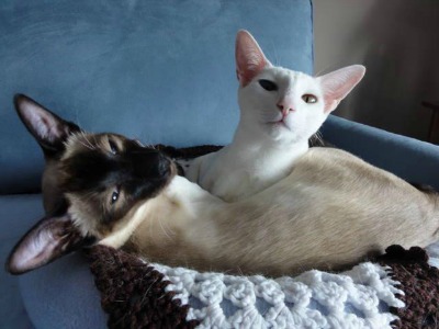 Gorgeous white Siamese cat Hardy ready to relax at the West Valley