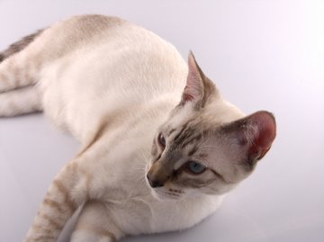 45+ How much do lynx point siamese cats cost cat pics, cats, cute cats