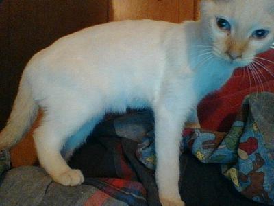 I couldn't get his ears in!