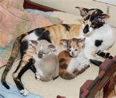 Rags with her kittens