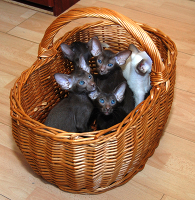 Mazpahs Siamese and Orientals kittens