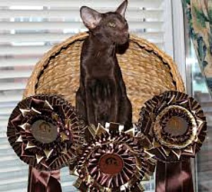 Cat Show winner