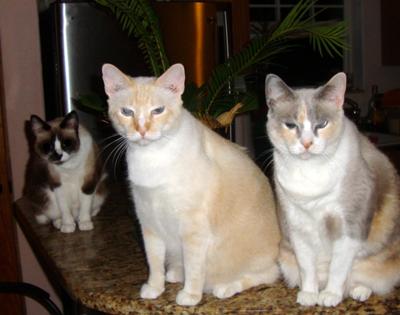 The Family - Juno (L), Mimosa and Miss Maggie (R)