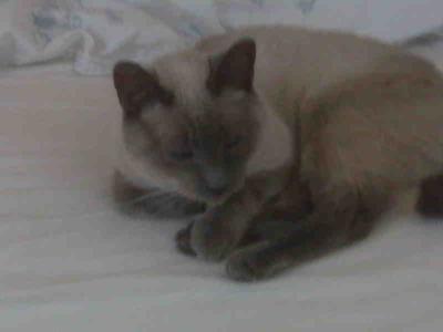 Happily purring on my bed