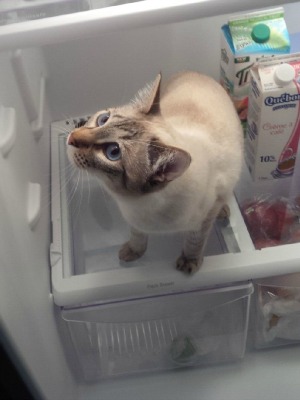 So where's MY food then?