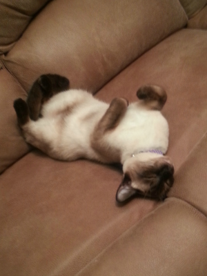 Whisky doing what he does best