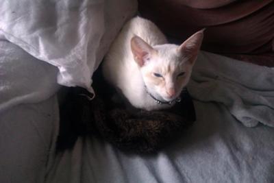 Stealing my cushion covers to make a bed