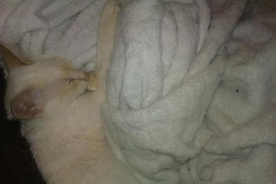 Curled up in his blanket sucking his thumb!