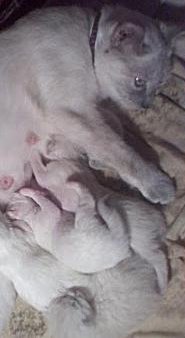 Our Siamese with kittens