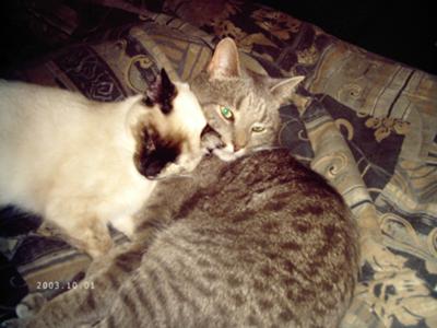 Yoshi Princess and Remmy