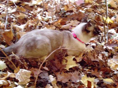 Yoshi Princess - Fall Day