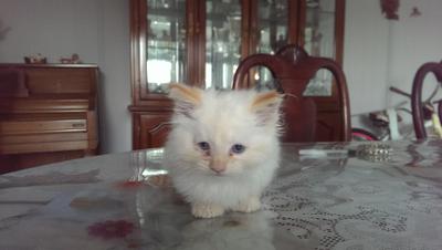 Day one - after his Knighting ceremony