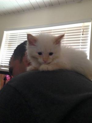 He thinks I'm a tree