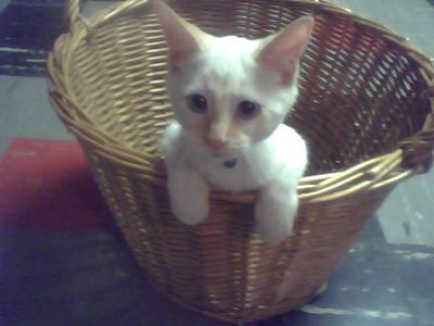 Milky, the Flame Point Siamese