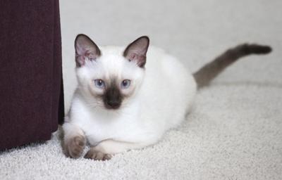 siamese cats types images