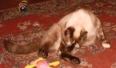 Bortai, seal tortie (Genghis' sister - age 8)