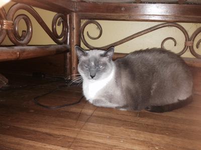 Windowshade (Winnie)