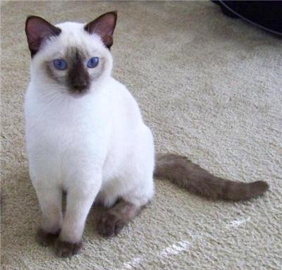 Siamese Kittens for Sale in Utah: Breeders List 2023 - Catster