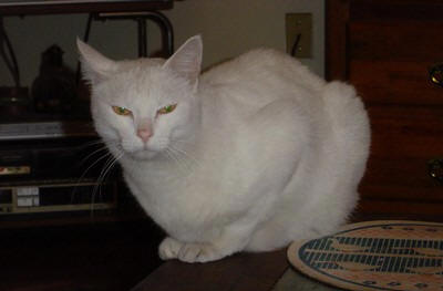 White cat with yellow eyes, Piki