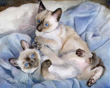 Two seal or chocolate point Siamese kittens on a blue and cream fleece background