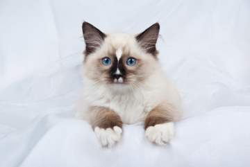 Long-Haired Siamese Cats and Other Relatives