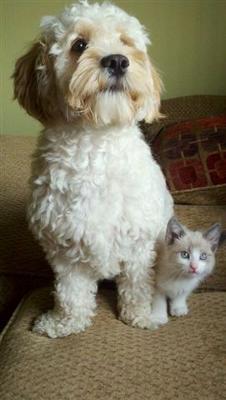 Blondie and Rosie - who's gonna catch the ball? 