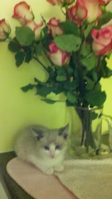 The very first night I got her - with roses!