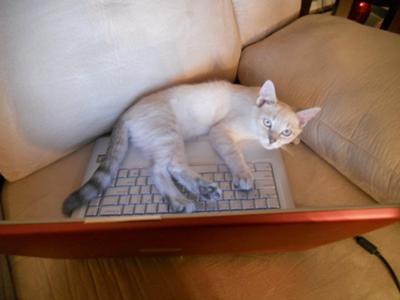 Resting on one of his favorite spots