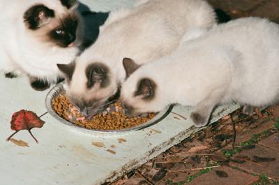 Shaggy (left) and her littermates as kittens
