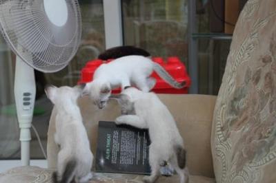 Quick - any naughty bits?!